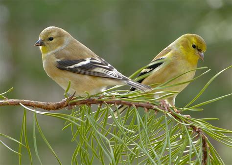 american goldfinch for sale uk.